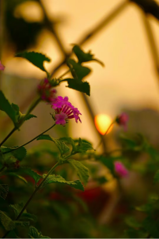 米可網(wǎng)絡(luò)